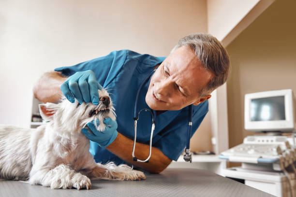 Best Emergency Denture Repair in La Nte, MO